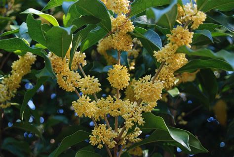 金桂品種|金桂 Osmanthus fragrans var.thunbergii